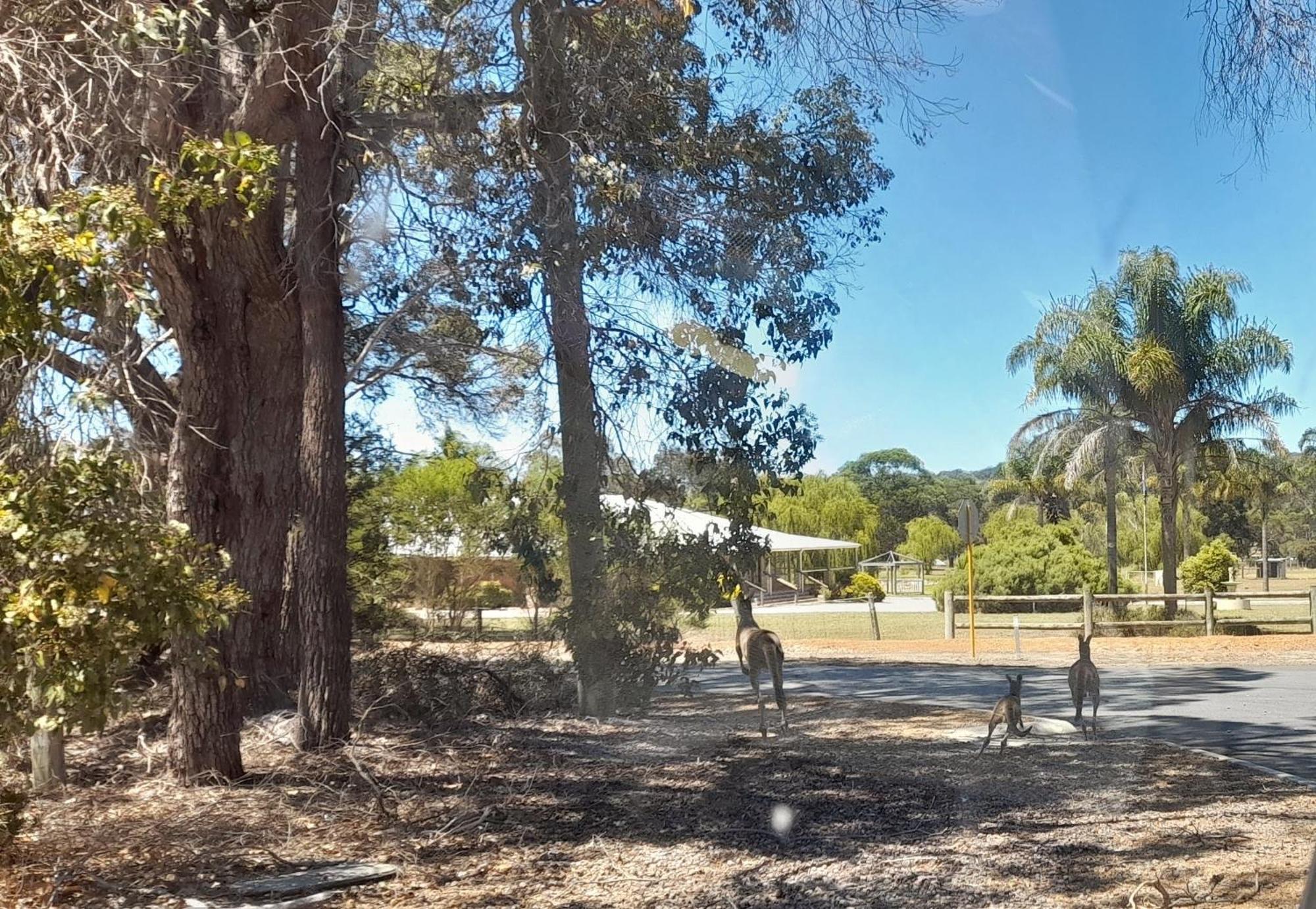 101 Oatlands Motel Mount Barker Exterior photo
